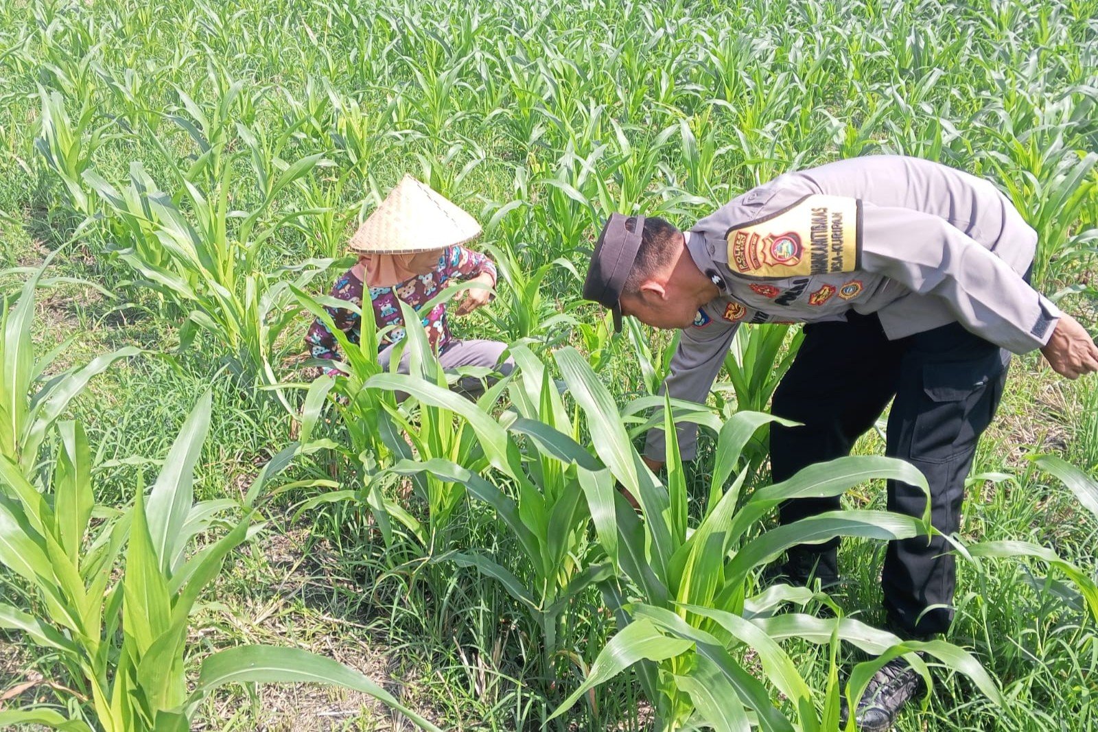 Sinergi Polisi dan Petani Bhabinkamtibmas Kuripan Galakkan Pemanfaatan Pekarangan Rumah