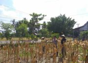 Sinergi Polisi dan Petani pada Panen Jagung Hibrida di Dusun Berambang, Lombok Barat
