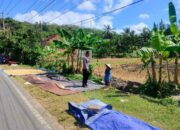 Polri Hadir di Sawah: Eyat Mayang Jadi Contoh Dukungan Ketahanan Pangan