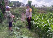 Jagung Jadi Alternatif Pangan di Desa Jagaraga, Bhabinkamtibmas Jadi Penggerak