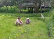 Kapolsek Kuripan: Polisi Hadir Bukan Hanya Tegakkan Hukum, tapi Juga Bantu Ketahanan Pangan Desa