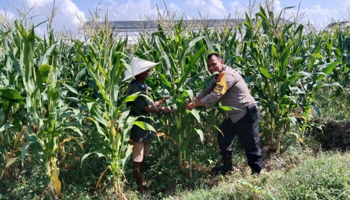 Dusun Jerneng Lombok Barat Jadikan Lahan Kosong Sumber Pangan Keluarga