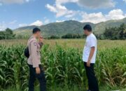 Pendampingan Petani Jagung oleh Polsek Kuripan, Dorong Ketahanan Pangan Lombok Barat