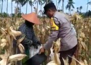 Sambang Desa di Lombok Barat: Bhabinkamtibmas Dorong Warga Jual Hasil Panen ke Bulog