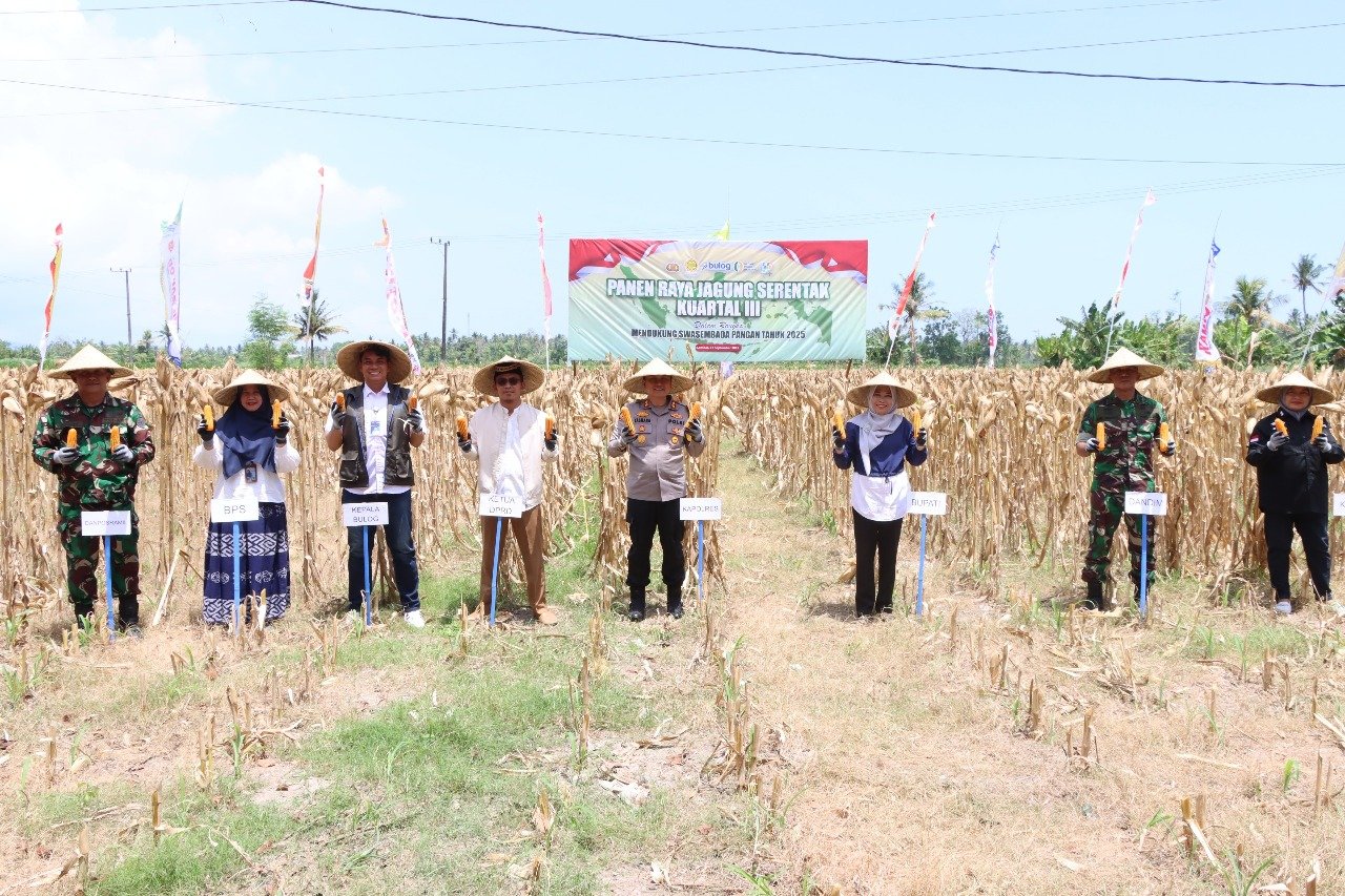 Lombok Barat Produksi 20 Ton Jagung dalam Panen Serentak, Bulog Pastikan Serap Hasil Petani