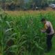 Bhabinkamtibmas Kuripan Selatan Dorong Optimalisasi Pertanian Jagung ke Bulog