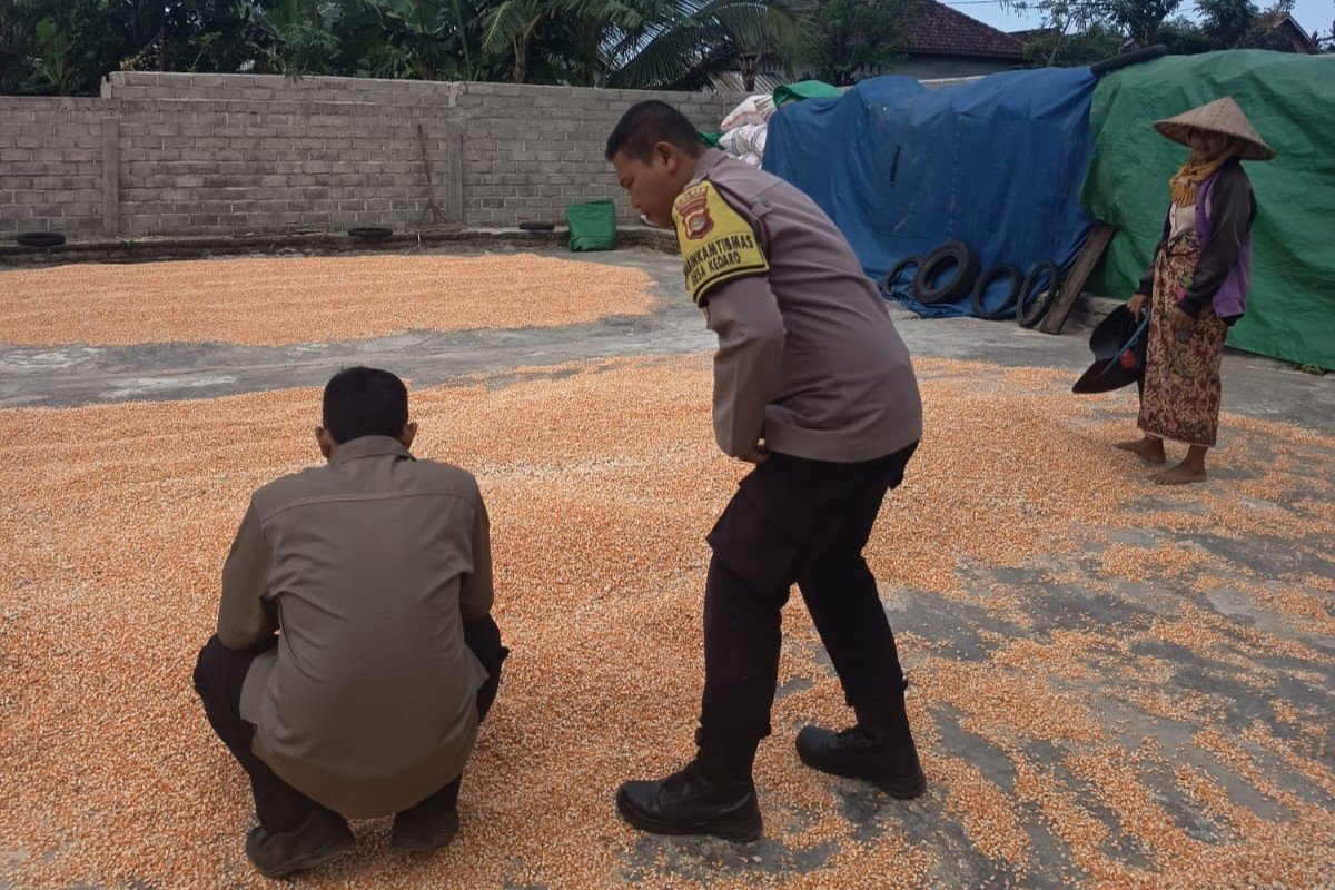 Polsek Sekotong Kawal Survei Jagung, Temukan Masalah Distribusi di Desa Kedaro