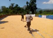 Sinergi Polsek Kuripan dan Petani Jaga Stabilitas Pangan Daerah