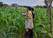 Bhabinkamtibmas Turun ke Sawah, Dorong Petani Jagung di Gelogor Semangat Bertani