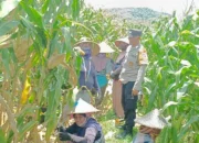 Bhabinkamtibmas Kawal Panen Jagung, Petani Babussalam Tersenyum Lega