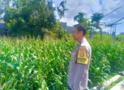Kehadiran Polisi di Ladang Jagung, Bukti Sinergi Polri dan Petani di Lombok Barat