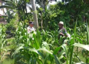 Polsek Kuripan Turun ke Sawah, Dukung Petani Tingkatkan Produksi Jagung