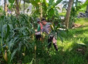 Sinergi Polri dan Petani di Lombok Barat Perkuat Kemandirian Pangan