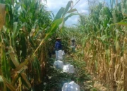 Polres Lombok Barat Kawal Stabilitas Harga Beras untuk Lindungi Warga