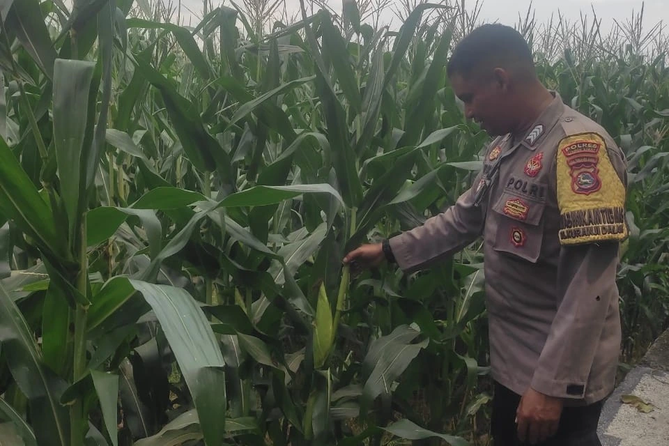 Bhabinkamtibmas Turun ke Sawah, Petani Lombok Barat Kian Semangat