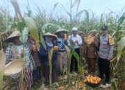 Panen Jagung di Babussalam, Polri Jadi Sahabat Petani Lombok Barat