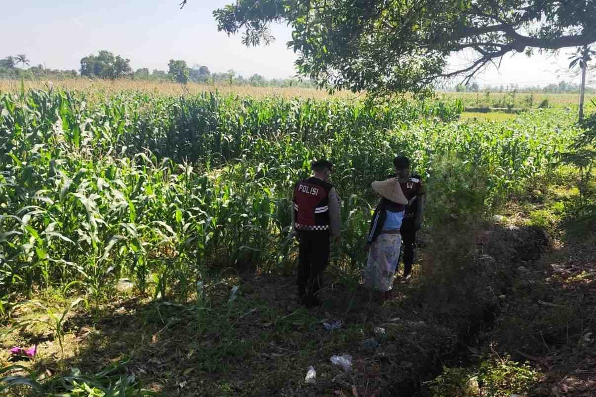 Patroli Ketahanan Pangan: Sinergi Polres Lobar dan Petani Jagung