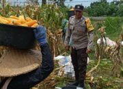 Kabar Baik dari Babussalam: Panen Jagung Sukses, Hasilnya Langsung Diserap Pengepul Lokal