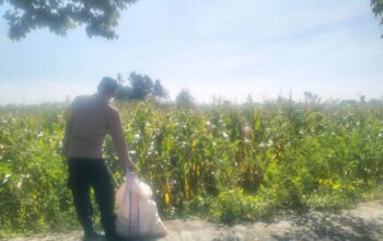 Jagung Lelede Panen Raya, Polri Pastikan Proses Aman dan Harga Stabil