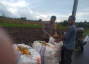 Harga Jagung di Lombok Barat: Polisi Imbau Petani Jual ke Bulog