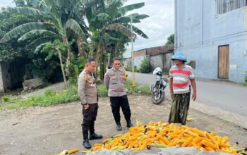 Polsek Labuapi Bantu Petani Amankan Harga Panen Jagung ke Bulog
