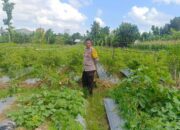 Strategi Polsek Gerung Perkuat Ketahanan Pangan Nasional