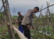 Polsek Sekotong Dampingi Petani Kuranji Dalang